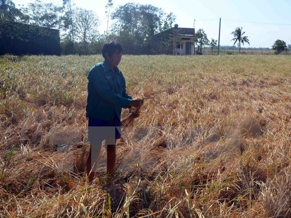 Cooperan Vietnam y Alemania para estudiar soluciones a problemas climáticos ảnh 1 Cooperan Vietnam y Alemania para estudiar soluciones a problemas climáticos ảnh 1