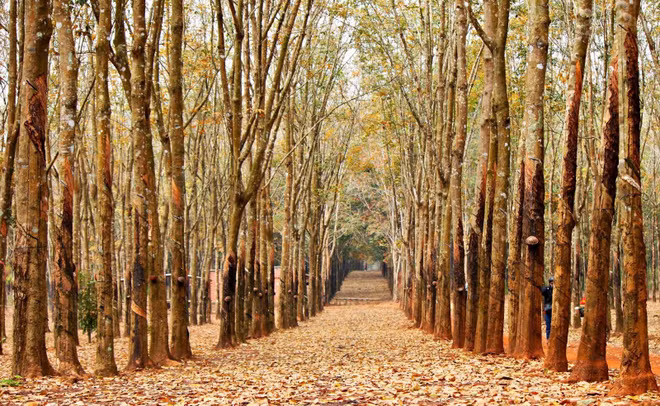 Plantaciones de caucho, patrimonio natural de Gia Lai ảnh 1 Plantaciones de caucho, patrimonio natural de Gia Lai ảnh 1