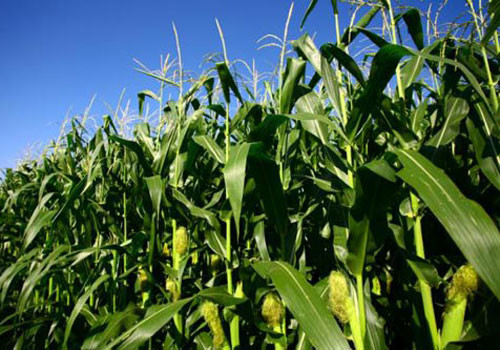 Empresas vietnamita y francesa cooperan en el cultivo de maíz ảnh 1