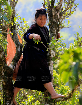 Té Shan Tuyet de Dien Bien ảnh 2 Té Shan Tuyet de Dien Bien ảnh 2