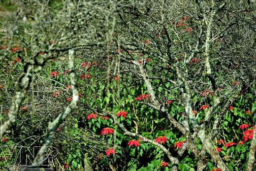 Flor de pascua en Moc Chau ảnh 1