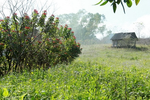 Flor de pascua en Moc Chau ảnh 3
