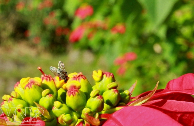 Flor de pascua en Moc Chau ảnh 8