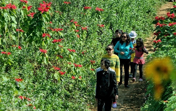 Flor de pascua en Moc Chau ảnh 5