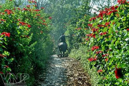 Flor de pascua en Moc Chau ảnh 4