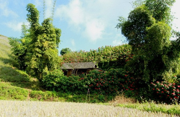 Flor de pascua en Moc Chau ảnh 7