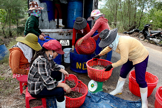 Cría de camarones en arena en Quang Nam ảnh 10 Cría de camarones en arena en Quang Nam ảnh 10