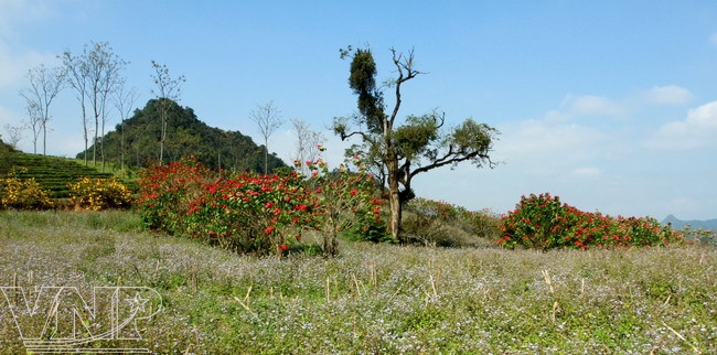 Flor de pascua en Moc Chau ảnh 6