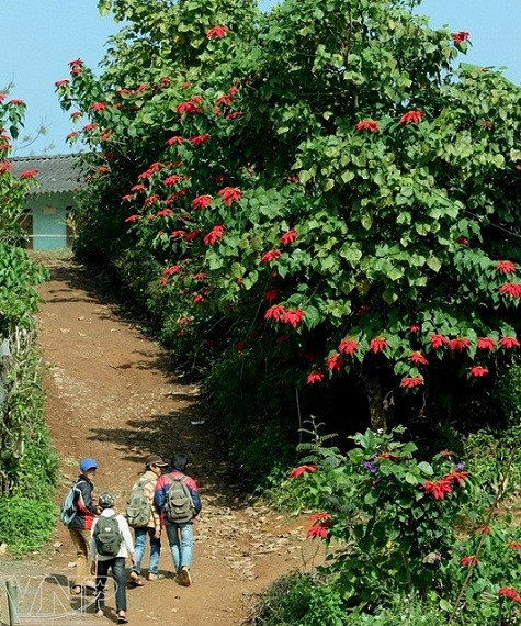 Flor de pascua en Moc Chau ảnh 2