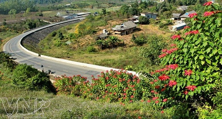 Flor de pascua en Moc Chau ảnh 9