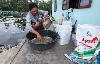 Cría de camarones en arena en Quang Nam ảnh 3 Cría de camarones en arena en Quang Nam ảnh 3
