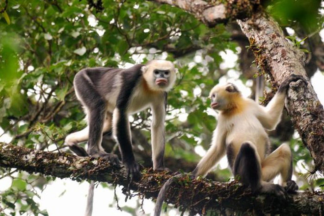 Dedican esfuerzos para conservación de langur de nariz chata en Vietnam ảnh 1 Dedican esfuerzos para conservación de langur de nariz chata en Vietnam ảnh 1