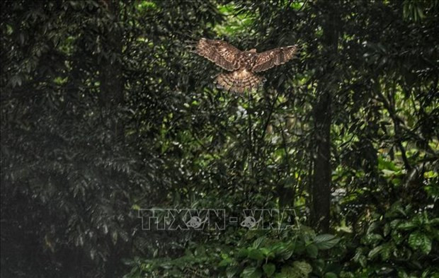 Buscan medidas contra la crianza ilegal de animales salvajes como mascotas en Vietnam ảnh 1