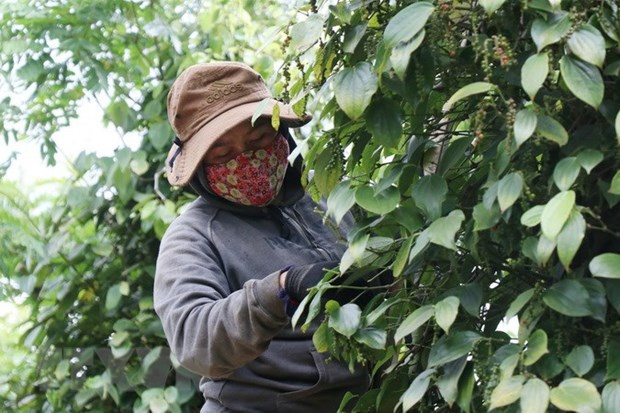 Aumentan exportaciones de pimienta vietnamita a Francia ảnh 1 Aumentan exportaciones de pimienta vietnamita a Francia ảnh 1