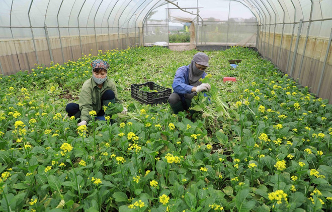 Empresas vietnamitas perseveran para acceder al mercado estadounidense ảnh 1 Empresas vietnamitas perseveran para acceder al mercado estadounidense ảnh 1