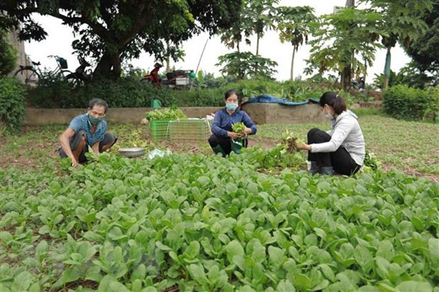 Hanoi apoya a agricultores a mantener producción en medio de impactos de COVID-19 ảnh 2