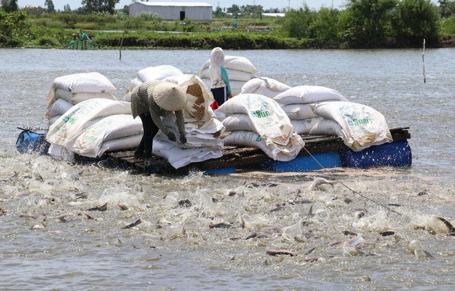 Reduce Estados Unidos impuestos antidumping a pangasius vietnamita ảnh 1 Reduce Estados Unidos impuestos antidumping a pangasius vietnamita ảnh 1