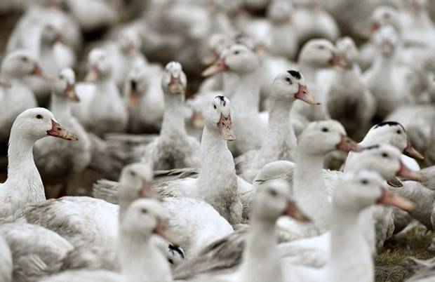 Filipinas suspende importaciones avícolas de Estados Unidos debido a gripe aviar ảnh 1