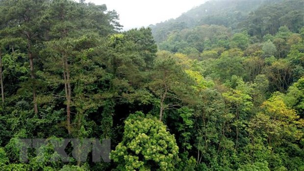 Avanza provincia vietnamita en gestión sostenible de bosques ảnh 1 Avanza provincia vietnamita en gestión sostenible de bosques ảnh 1