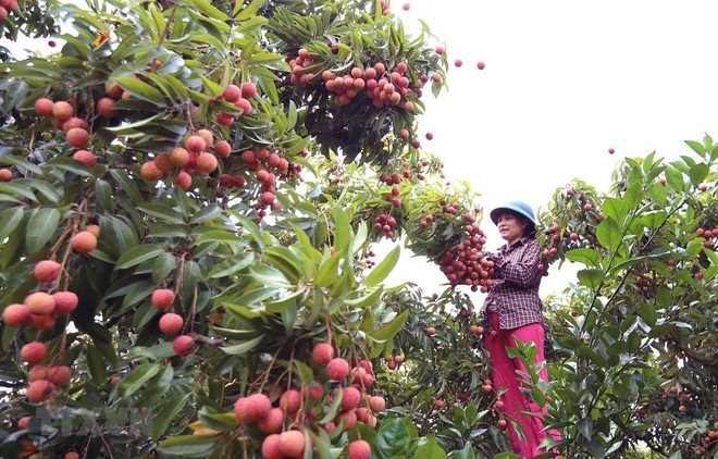 Provincia vietnamita intensifica buenas prácticas agrícolas para impulsar venta de lichi a Japón ảnh 1 Provincia vietnamita intensifica buenas prácticas agrícolas para impulsar venta de lichi a Japón ảnh 1