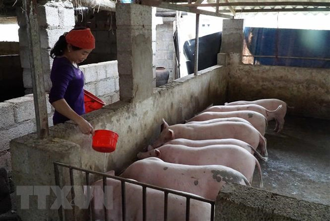 Vietnam intensifica gestión y control de precios de la carne de cerdo ảnh 1 Vietnam intensifica gestión y control de precios de la carne de cerdo ảnh 1