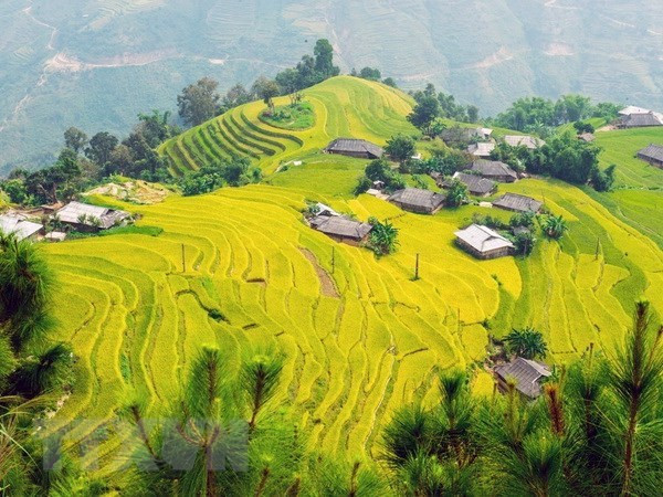 Aumenta número de turistas a provincia vietnamita de Lao Cai ảnh 1 Aumenta número de turistas a provincia vietnamita de Lao Cai ảnh 1