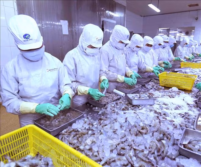 Cooperan países miembros de ASEAN para desarrollar la industria pesquera ảnh 1