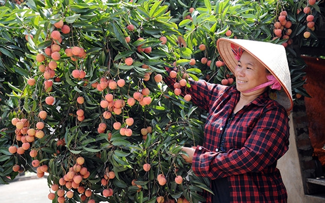 Provincia vietnamita de Bac Giang aumenta exportación de lichi ảnh 1 Provincia vietnamita de Bac Giang aumenta exportación de lichi ảnh 1