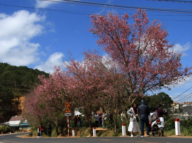 Plantarán mil árboles de flor de cerezo en meseta vietnamita de Langbiang ảnh 1 Plantarán mil árboles de flor de cerezo en meseta vietnamita de Langbiang ảnh 1