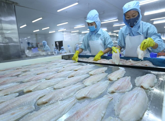 Vietnam podrá ingresar 10 mil millones de dólares de sus exportaciones acuícolas en 2019 ảnh 1 Vietnam podrá ingresar 10 mil millones de dólares de sus exportaciones acuícolas en 2019 ảnh 1