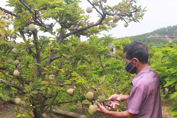 Provincia vietnamita de Quang Ninh promueve programa “cada comuna, un producto” ảnh 1 Provincia vietnamita de Quang Ninh promueve programa “cada comuna, un producto” ảnh 1