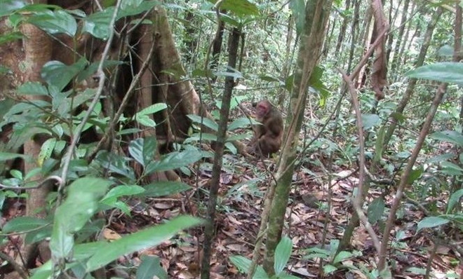 Provincia vietnamita libera especies salvajes en su hábitat natural ảnh 1