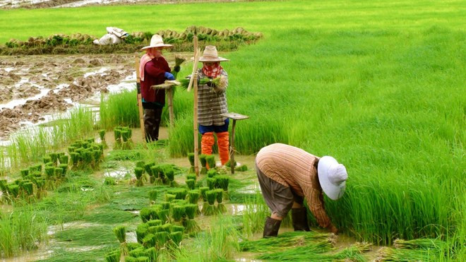 Tailandia reducirá zonas de cultivo de arroz para la próxima cosecha ảnh 1