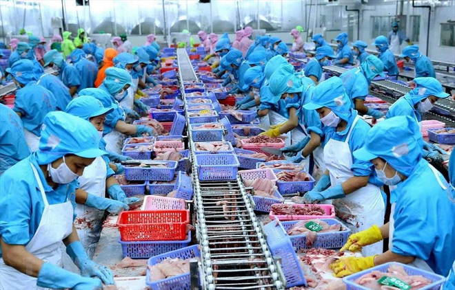 Ventas de productos acuáticos vietnamitas caen por debajo de los mil millones de dólares ảnh 1 Ventas de productos acuáticos vietnamitas caen por debajo de los mil millones de dólares ảnh 1