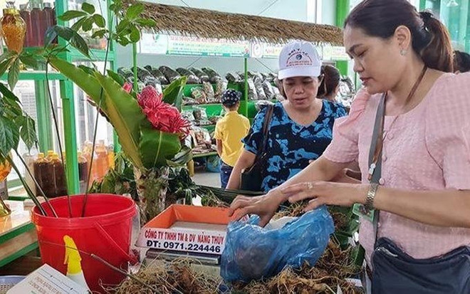 Organizan en provincia vietnamita de Quang Nam Festival del Gingseng Ngoc Linh ảnh 1