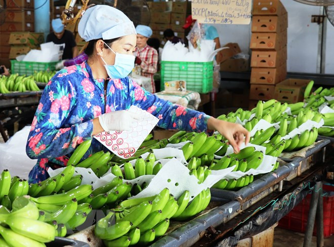 Vietnam y China negocian requisitos fitosanitarios para exportación de frutas ảnh 1 Vietnam y China negocian requisitos fitosanitarios para exportación de frutas ảnh 1