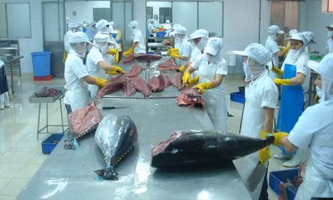 Atún enlatado conquista mercado de Francia ảnh 1