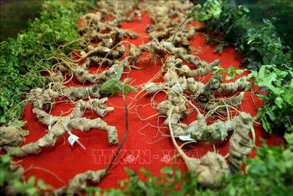 Presidente vietnamita insta a promover ginseng Ngoc Linh en marca nacional ảnh 1 Presidente vietnamita insta a promover ginseng Ngoc Linh en marca nacional ảnh 1