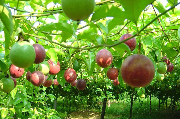 Provincia vietnamita de Dak Lak se prepara para exportar maracuyá a China ảnh 1 Provincia vietnamita de Dak Lak se prepara para exportar maracuyá a China ảnh 1