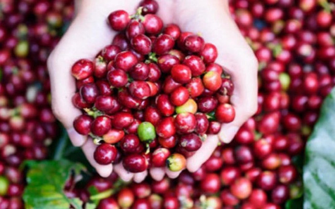 Exportaciones cafeteras de Vietnam crecen 46,2 por ciento ảnh 1