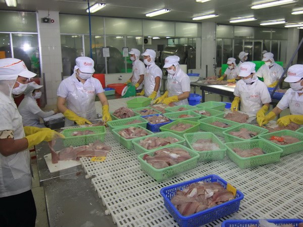 Ciudad Ho Chi Minh aspira 50 millones USD en exportaciones de peces ornamentales ảnh 1 Ciudad Ho Chi Minh aspira 50 millones USD en exportaciones de peces ornamentales ảnh 1