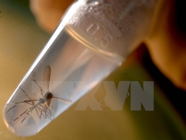 Ministros de Salud de ASEAN discuten contramedidas de Zika ảnh 1