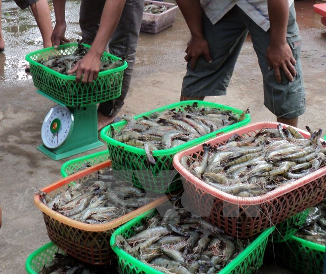 Es seguro consumir productos acuícolas de plataforma continental de Vietnam ảnh 1 Es seguro consumir productos acuícolas de plataforma continental de Vietnam ảnh 1