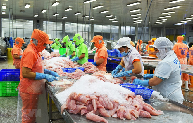 México figura entre los tres mayores mercados receptores de pescado vietnamita Tra ảnh 1 México figura entre los tres mayores mercados receptores de pescado vietnamita Tra ảnh 1