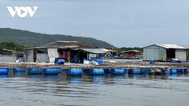 Satisfechos piscicultores en provincia vietnamita por aumento del valor de productos ảnh 1 Satisfechos piscicultores en provincia vietnamita por aumento del valor de productos ảnh 1