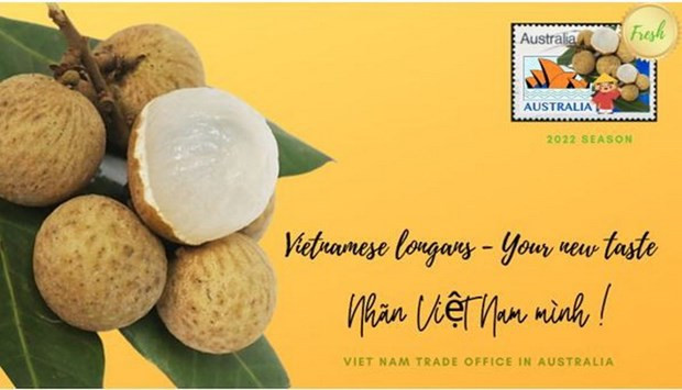 Decenas de toneladas de longan vietnamita ingresan al mercado australiano ảnh 1 Decenas de toneladas de longan vietnamita ingresan al mercado australiano ảnh 1
