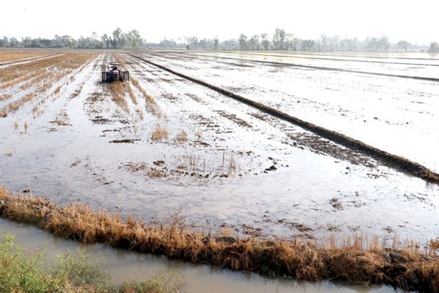 Inundaciones del delta del Mekong estarán por debajo de lo normal este año, según pronóstico ảnh 1