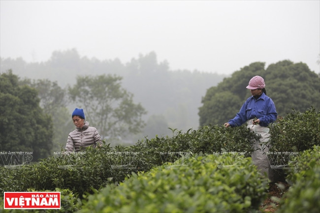 Vietnam, séptimo mayor productor de té en el mundo ảnh 2 Vietnam, séptimo mayor productor de té en el mundo ảnh 2
