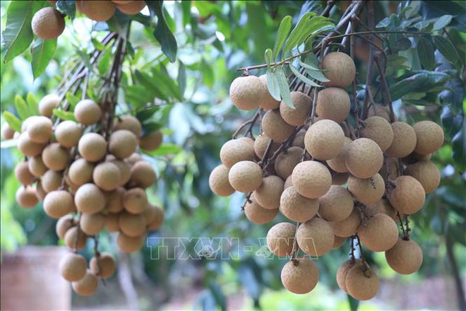Provincia vietnamita exporta primer lote de longan fresco a Australia ảnh 1 Provincia vietnamita exporta primer lote de longan fresco a Australia ảnh 1