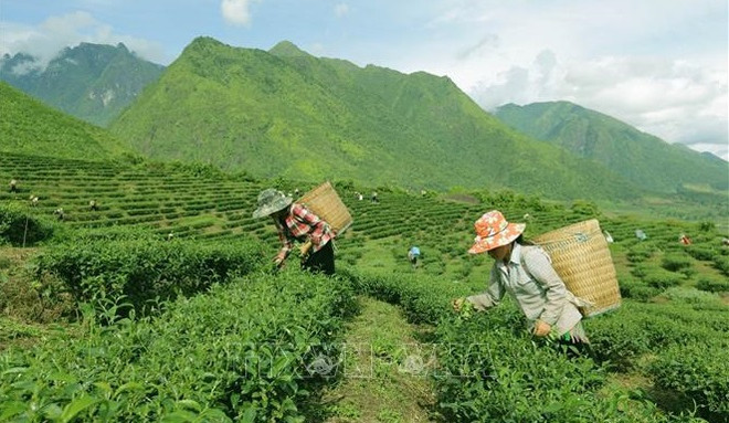Vietnam, séptimo mayor productor de té en el mundo ảnh 1 Vietnam, séptimo mayor productor de té en el mundo ảnh 1